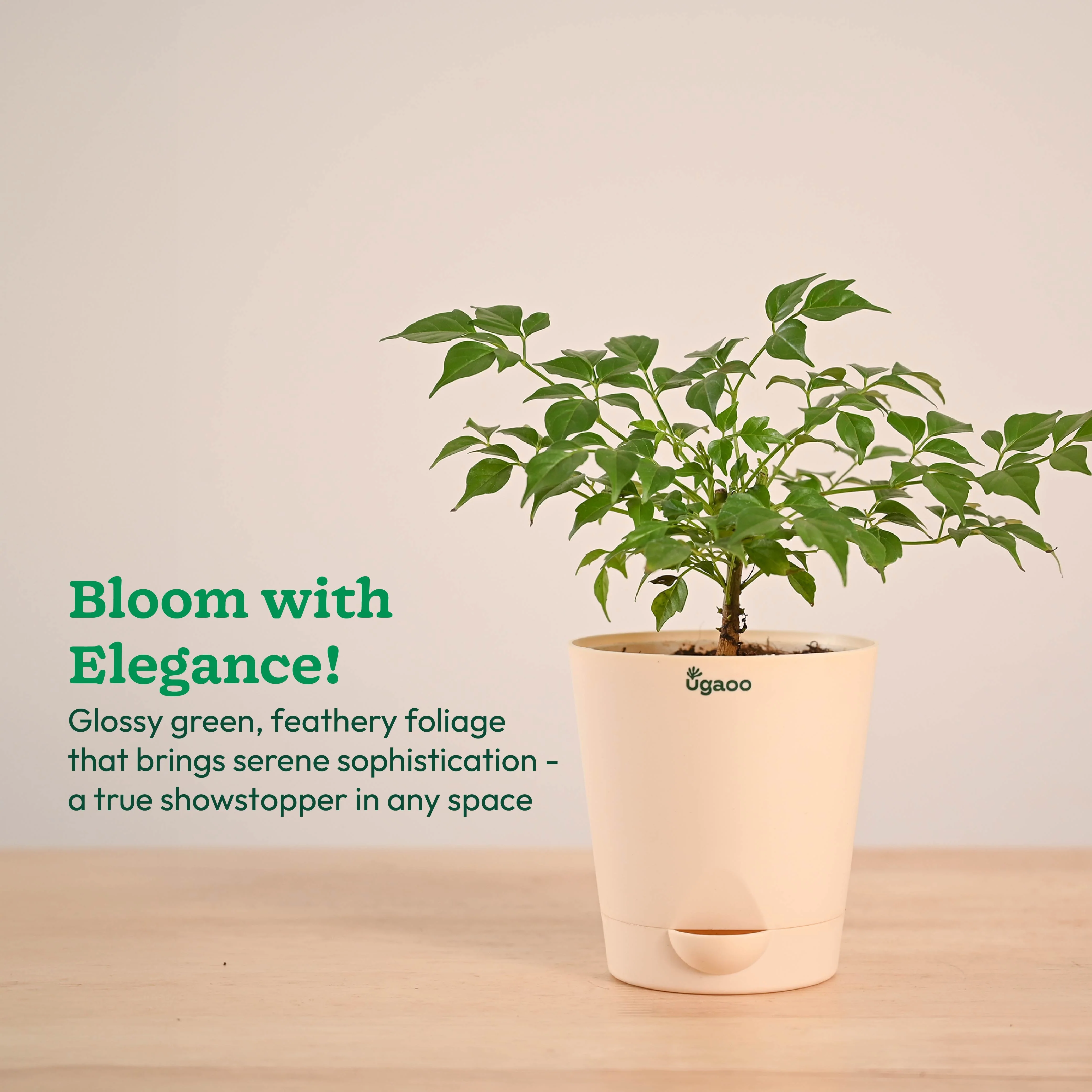 China Doll Plant (4 inch) - Image 27