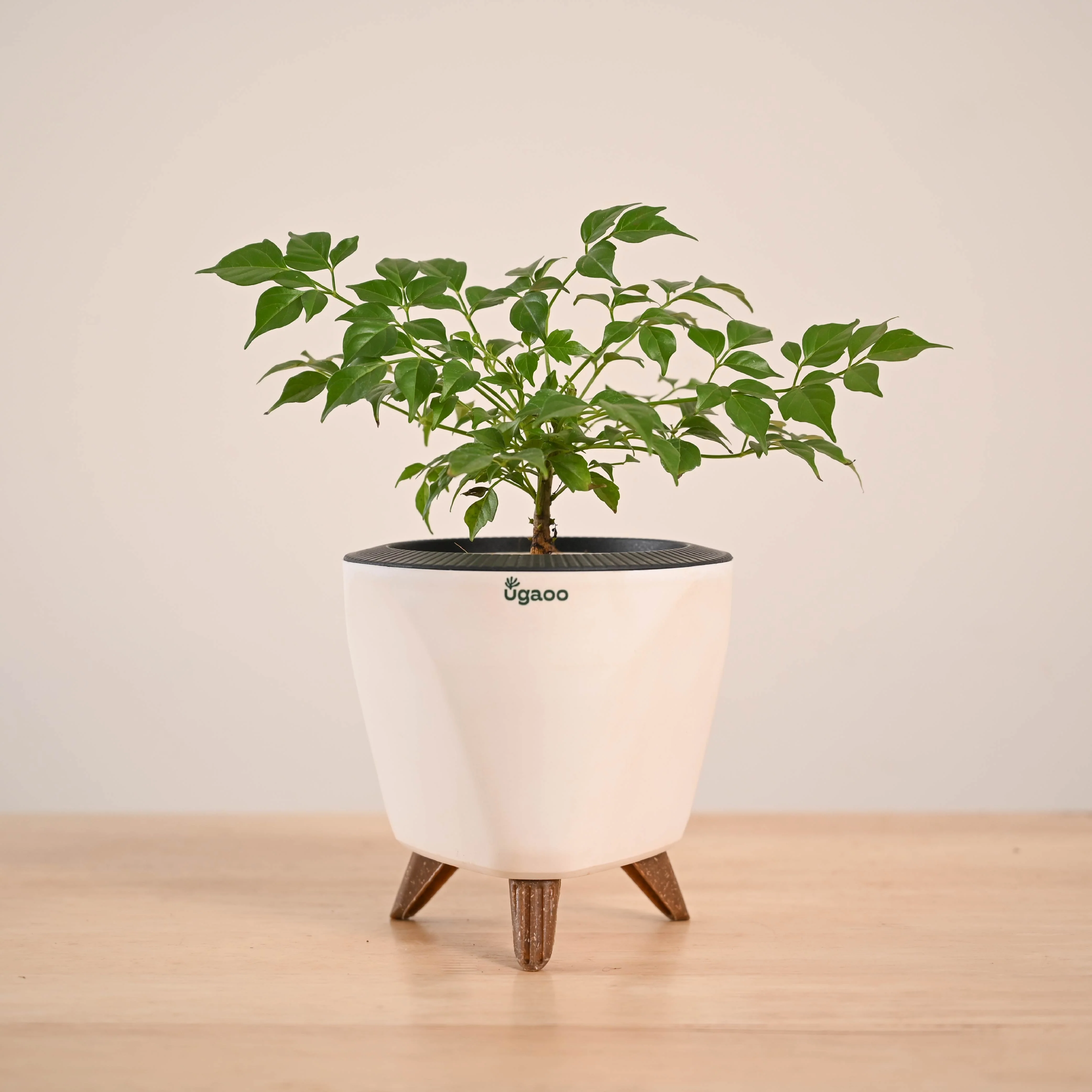 China Doll Plant (4 inch) - Image 43
