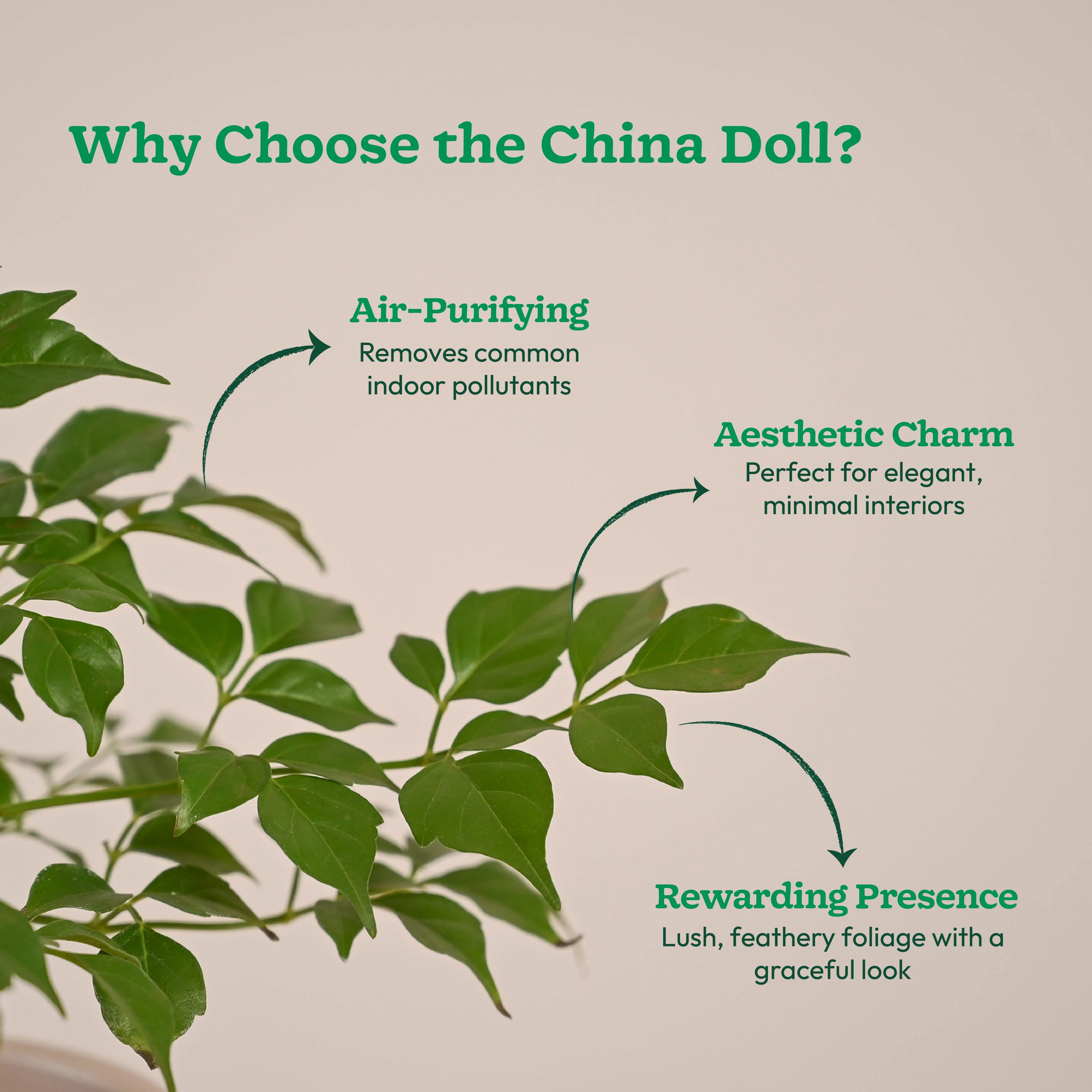 China Doll Plant (4 inch) - Image 78