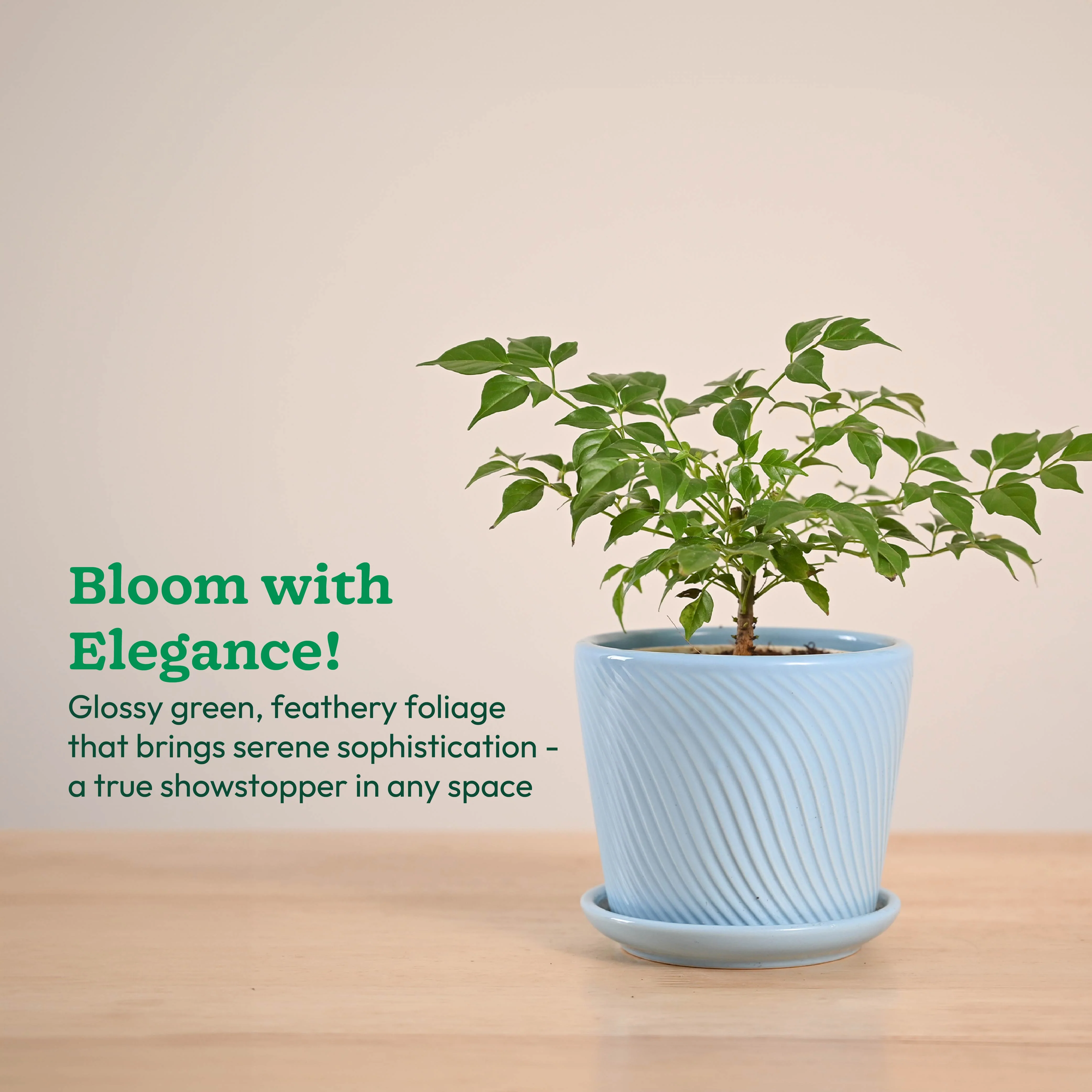 China Doll Plant (4 inch) - Image 82
