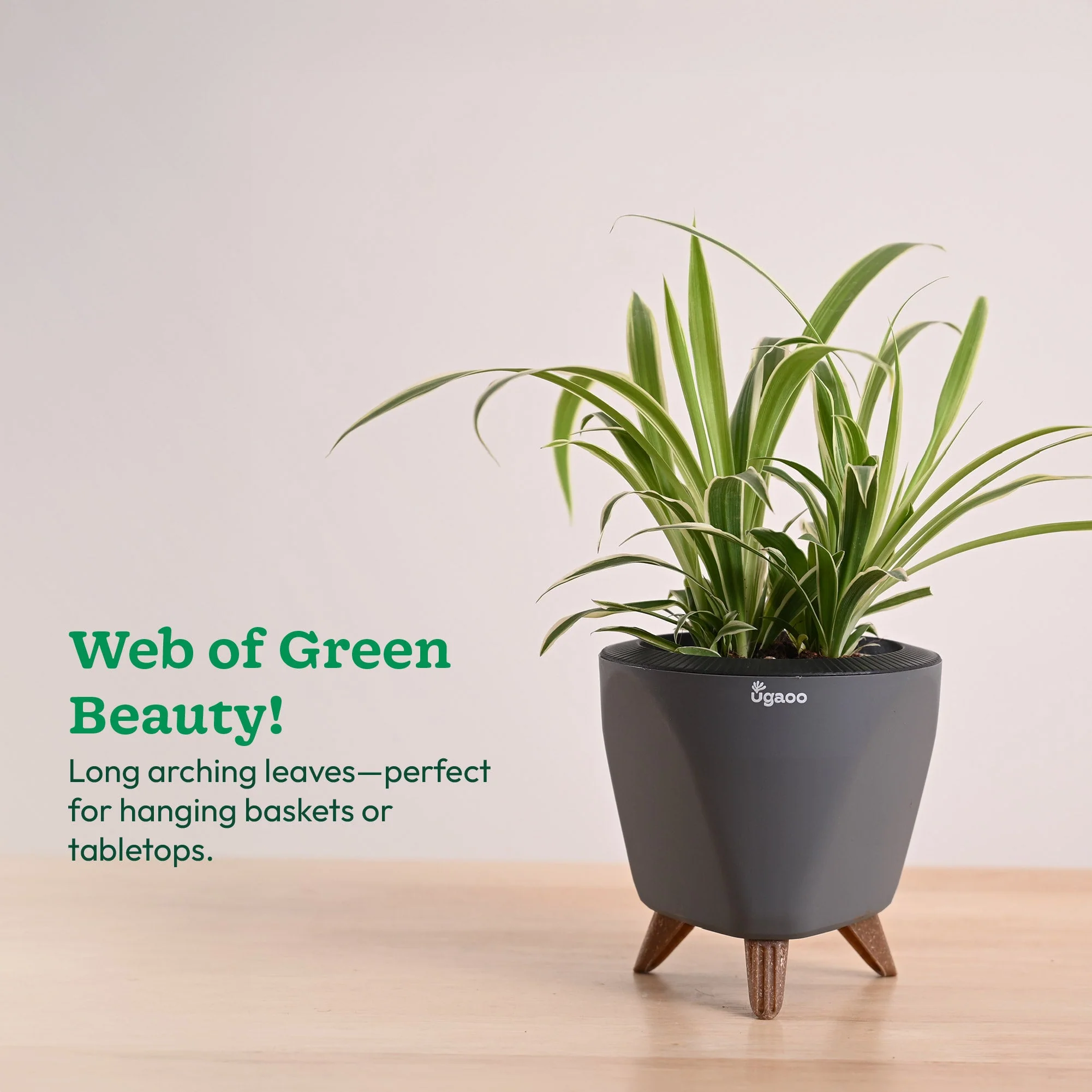 Chlorophytum Spider Plant - Image 106