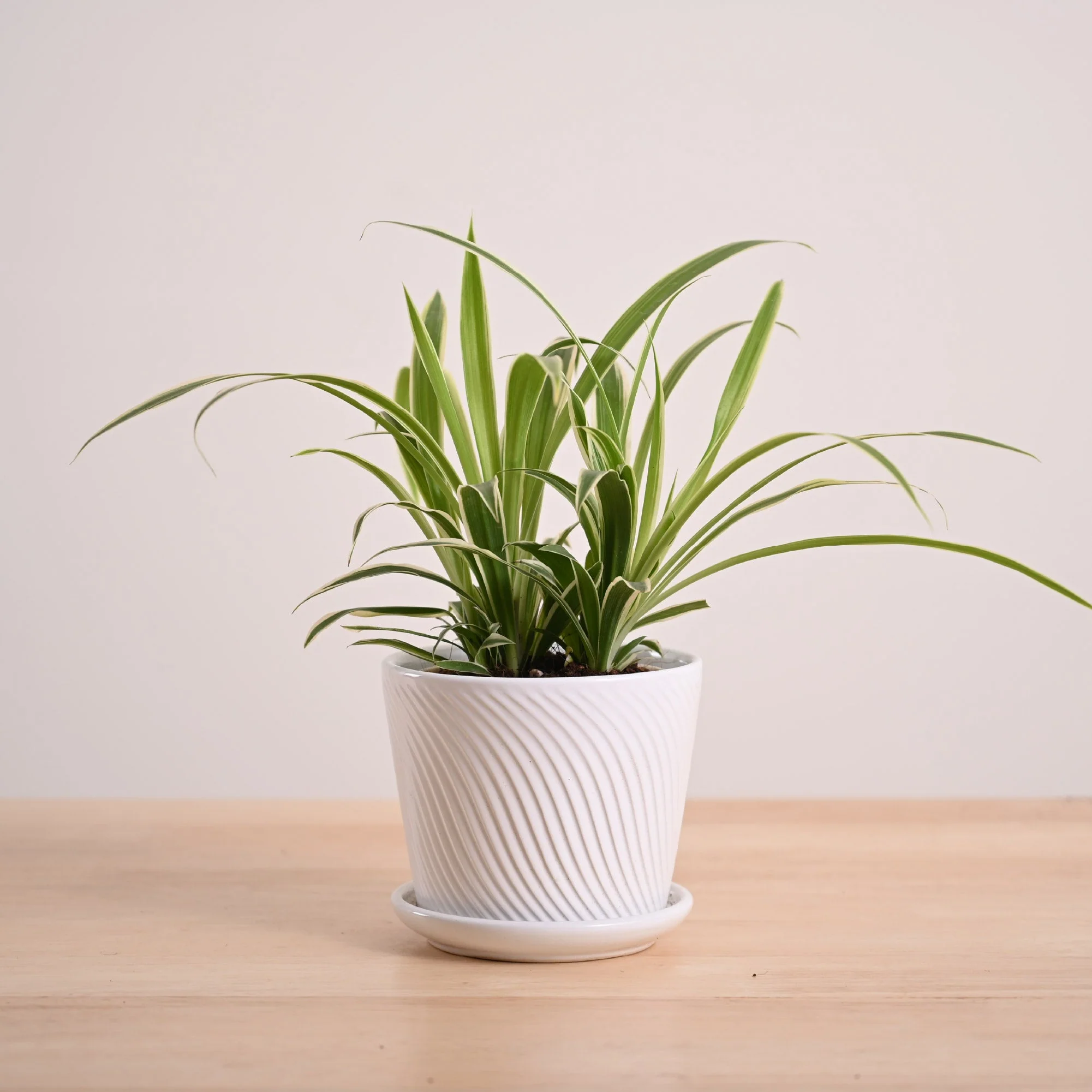 Chlorophytum Spider Plant - Image 123