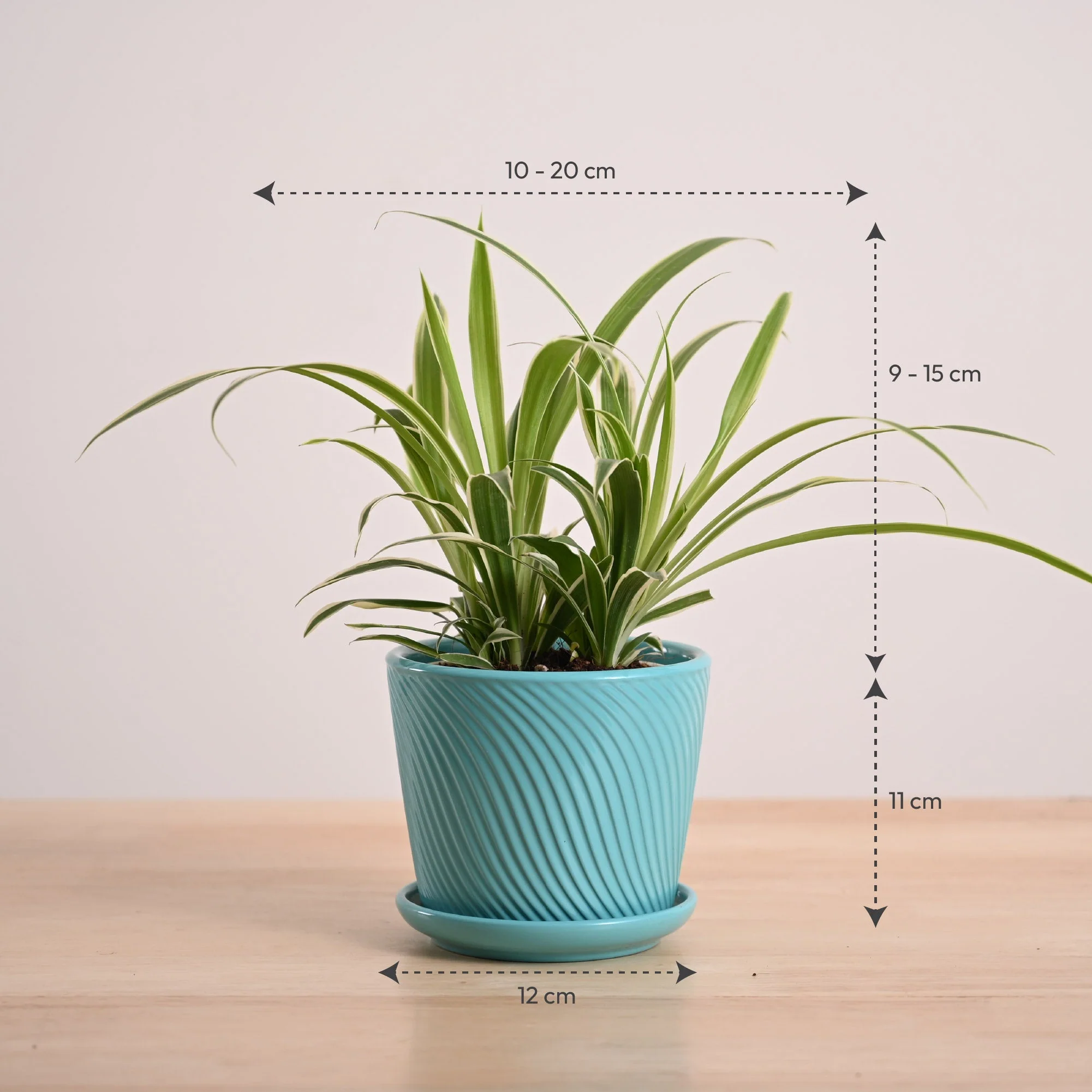 Chlorophytum Spider Plant - Image 128