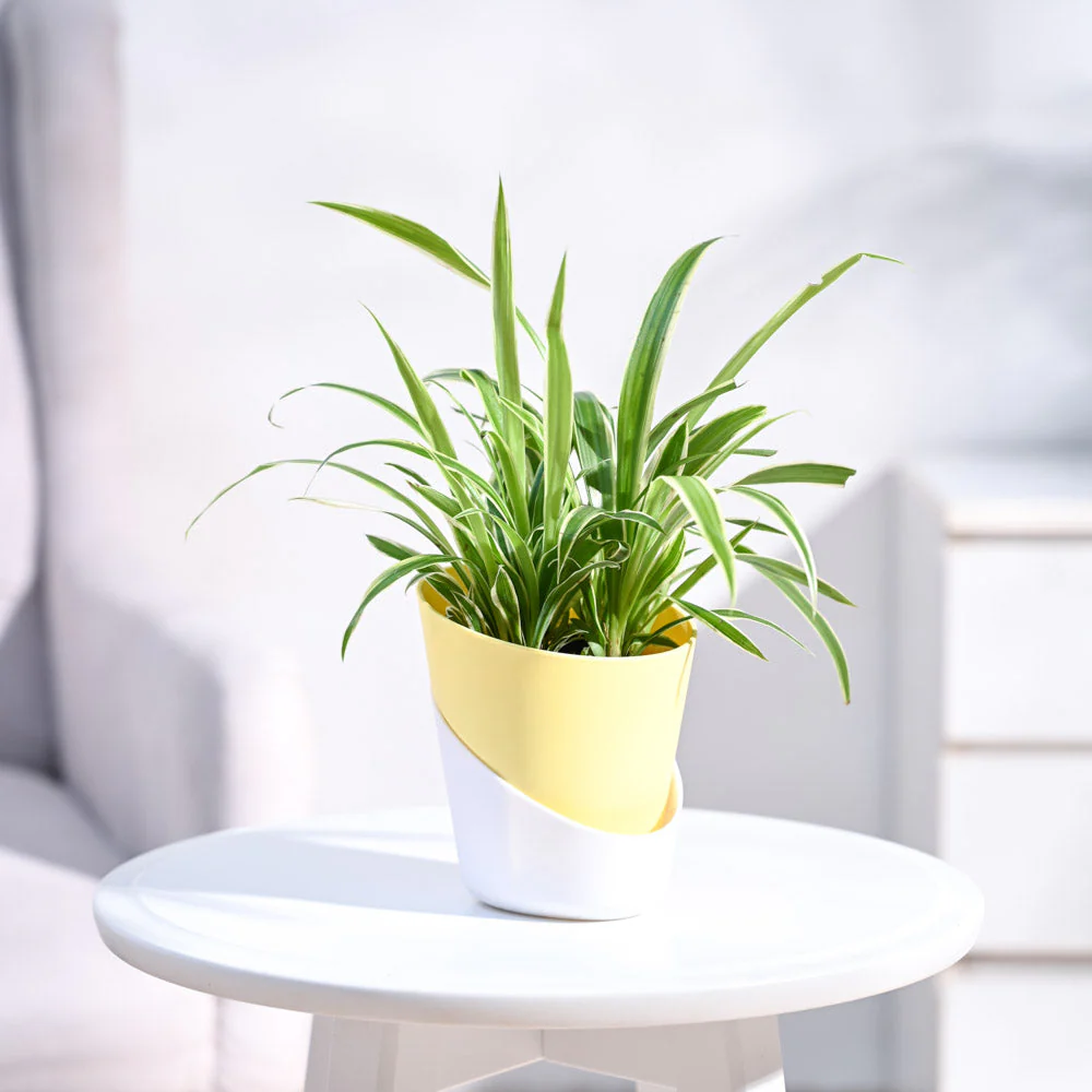Chlorophytum Spider Plant - Image 13