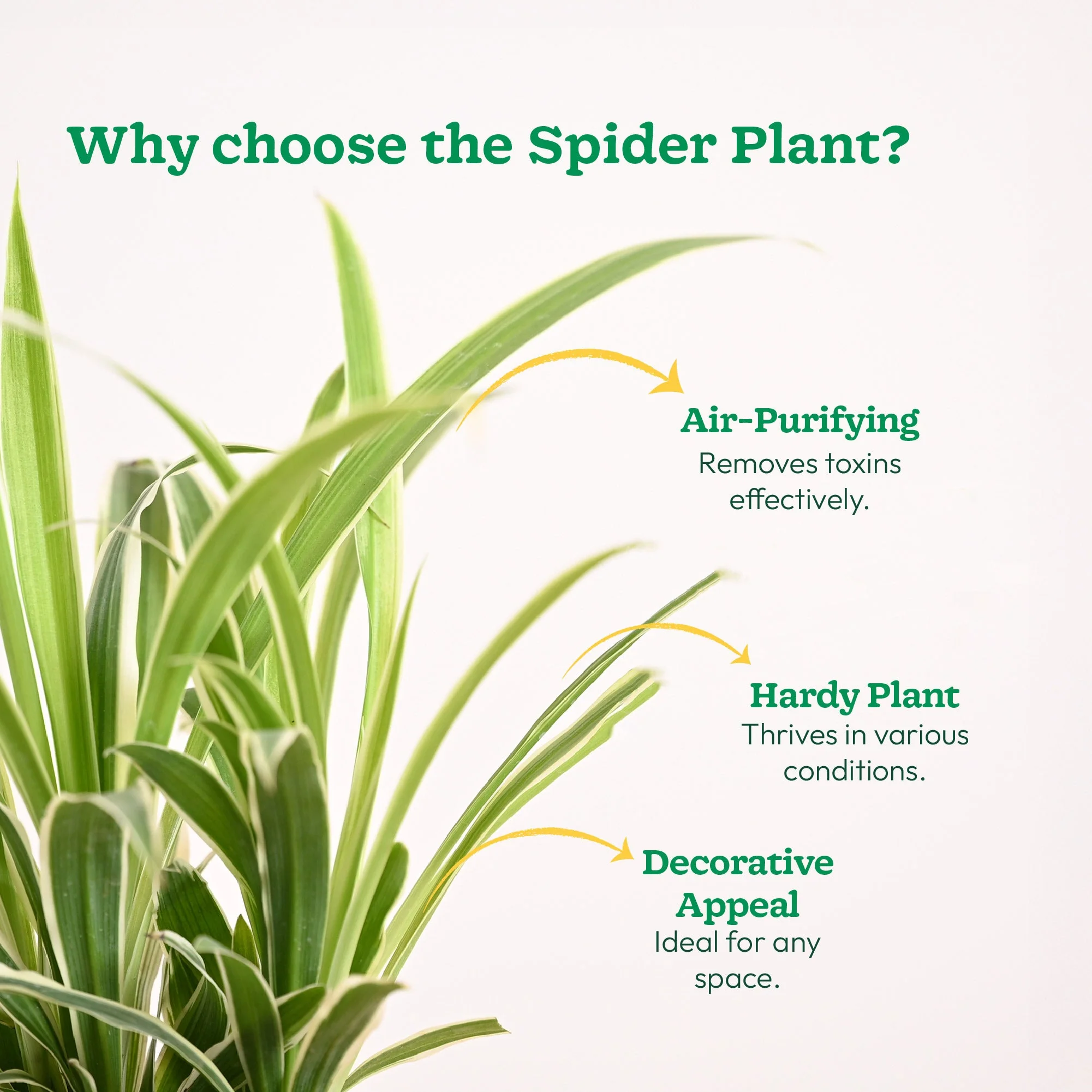 Chlorophytum Spider Plant - Image 144
