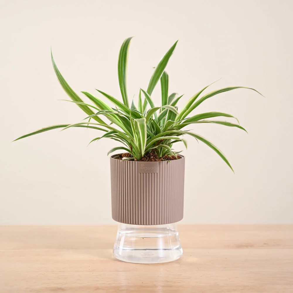 Chlorophytum Spider Plant - Image 215