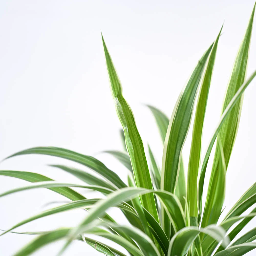 Chlorophytum Spider Plant - Image 44