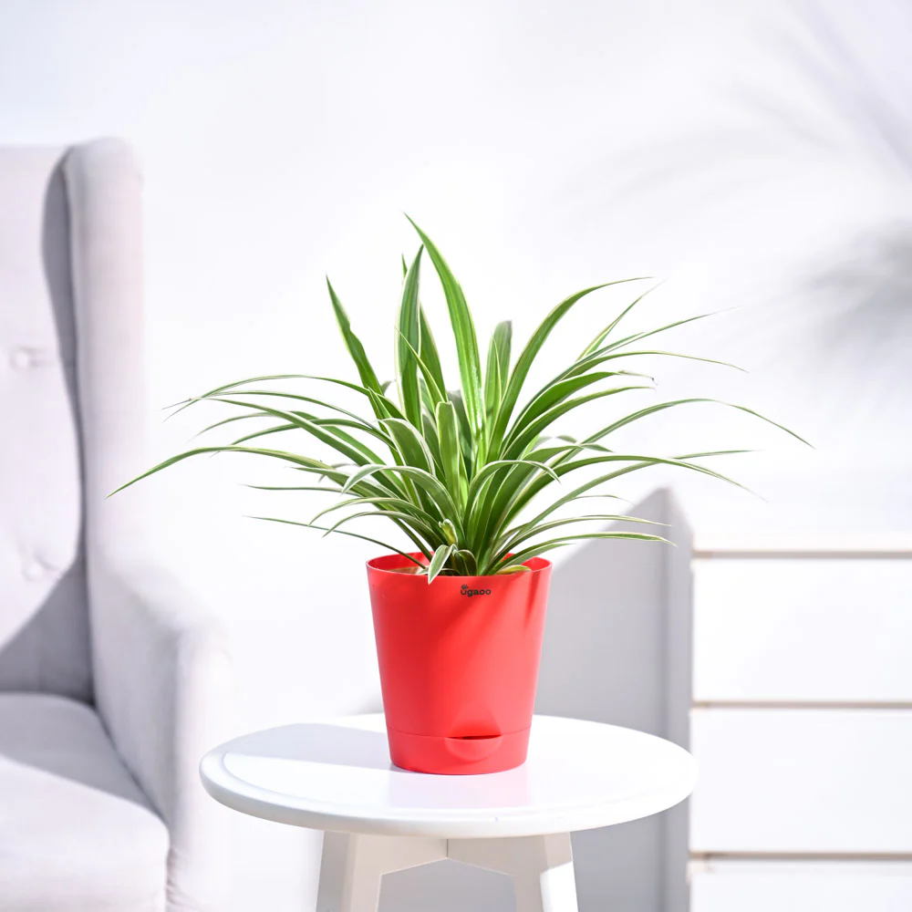 Chlorophytum Spider Plant - Image 61