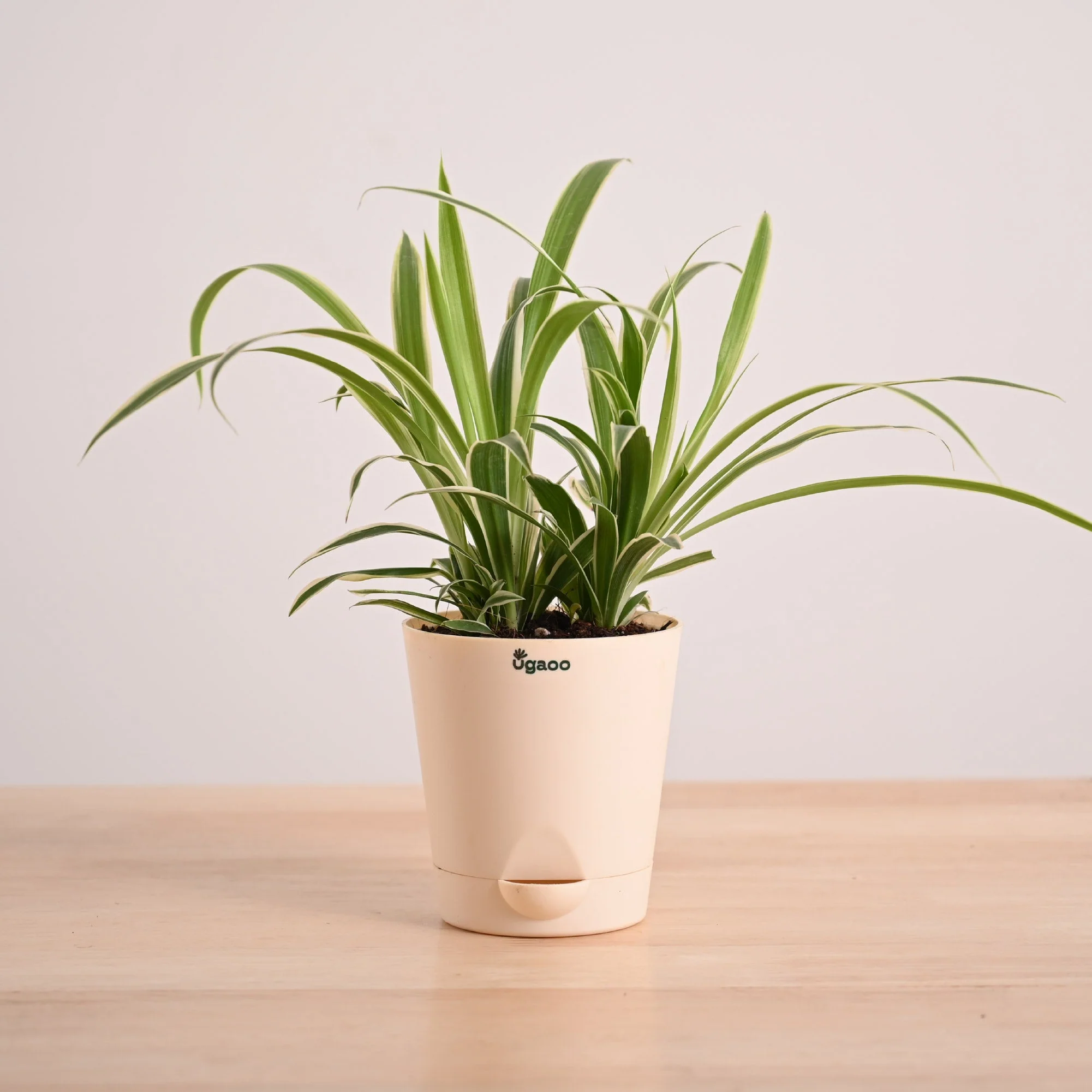 Chlorophytum Spider Plant - Image 69
