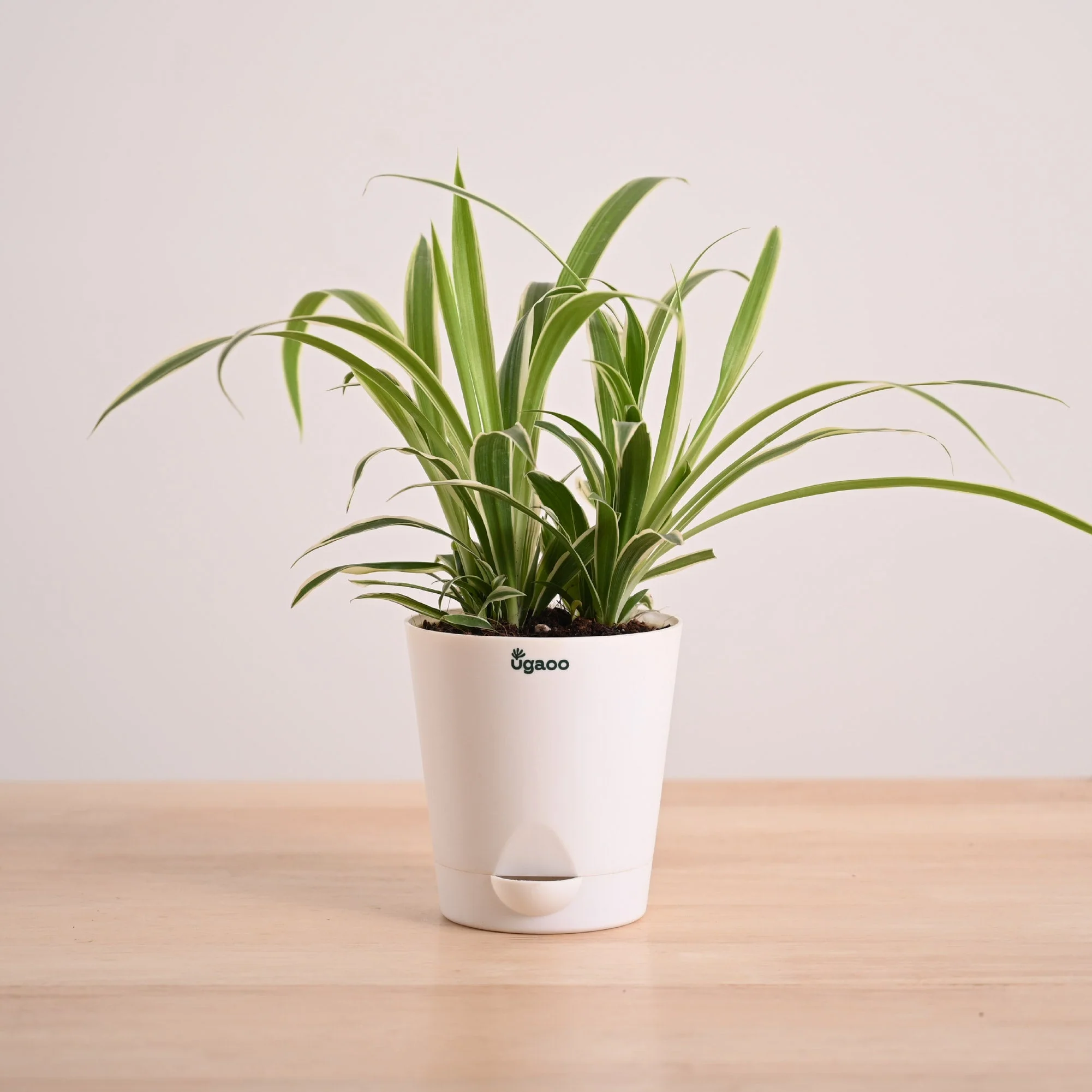 Chlorophytum Spider Plant - Image 75