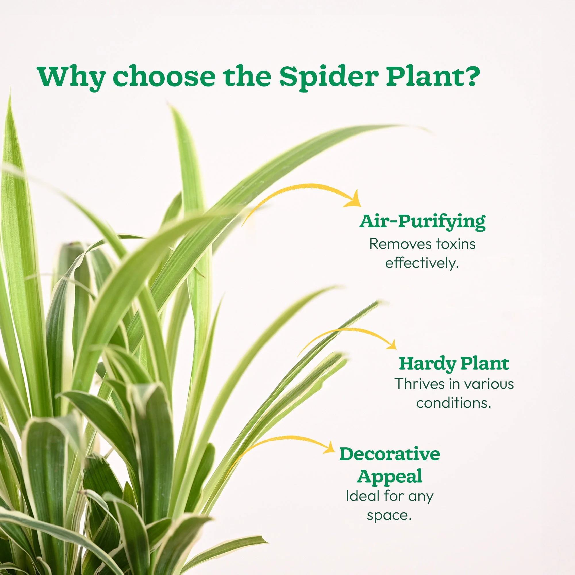 Chlorophytum Spider Plant - Image 84