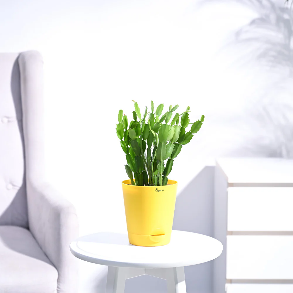 Christmas Cactus - Image 104