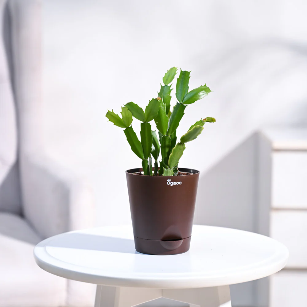 Christmas Cactus - Image 11