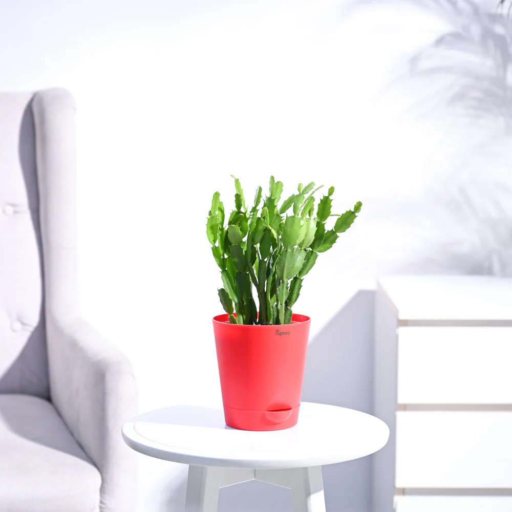 Christmas Cactus - Image 112