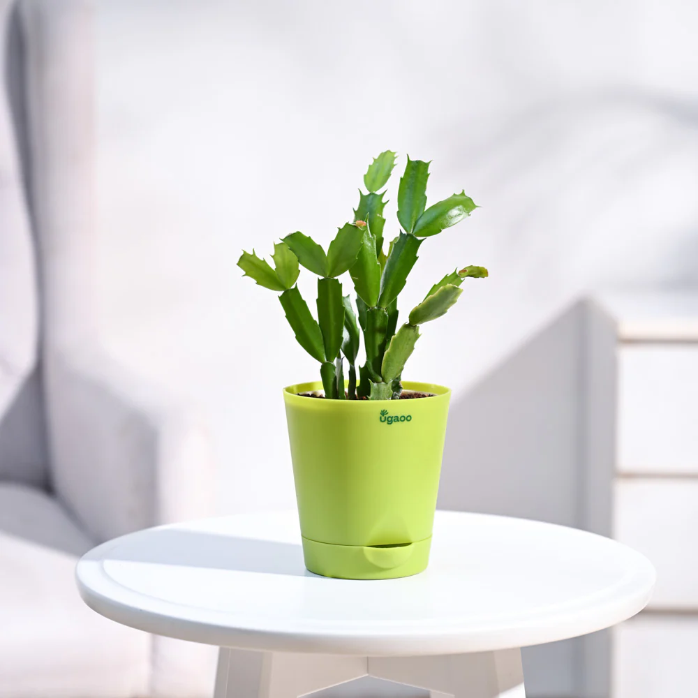 Christmas Cactus - Image 12