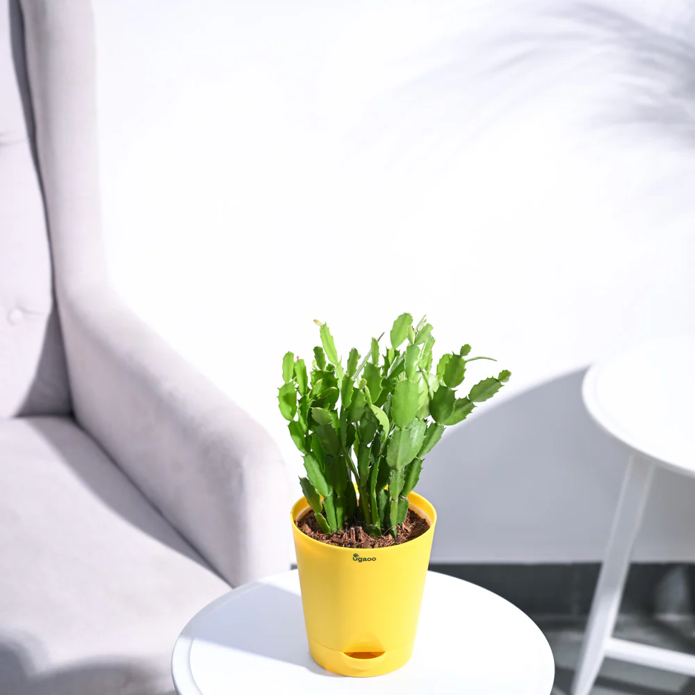 Christmas Cactus - Image 123