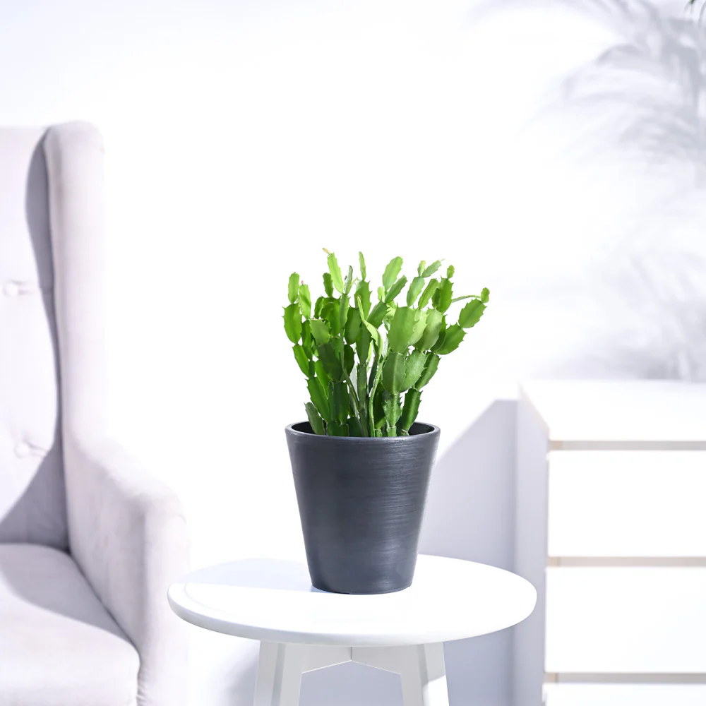 Christmas Cactus - Image 127