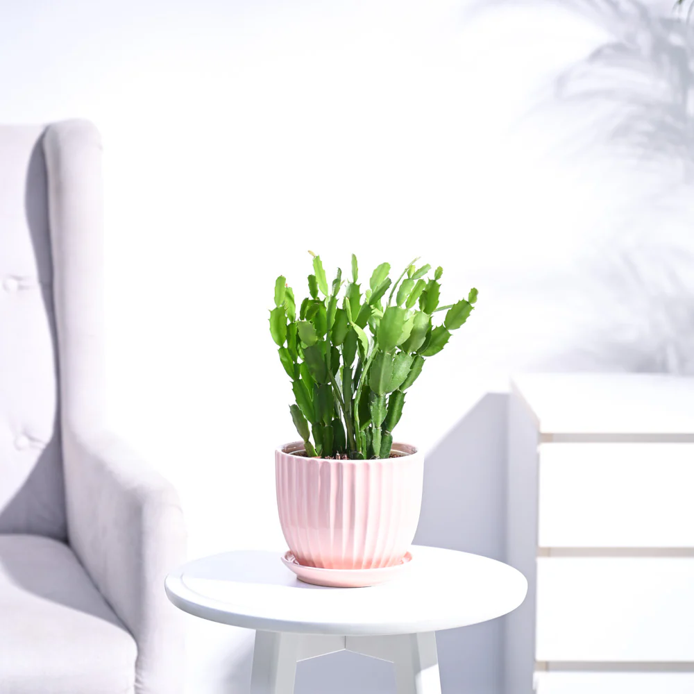 Christmas Cactus - Image 131