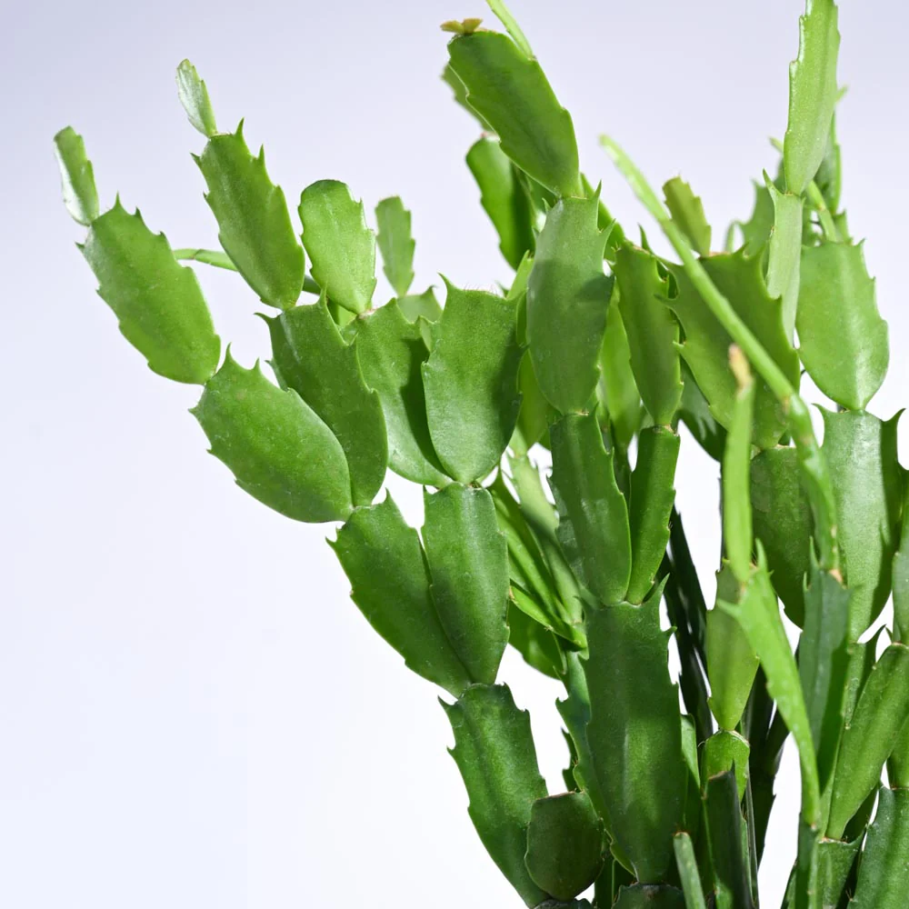 Christmas Cactus - Image 136