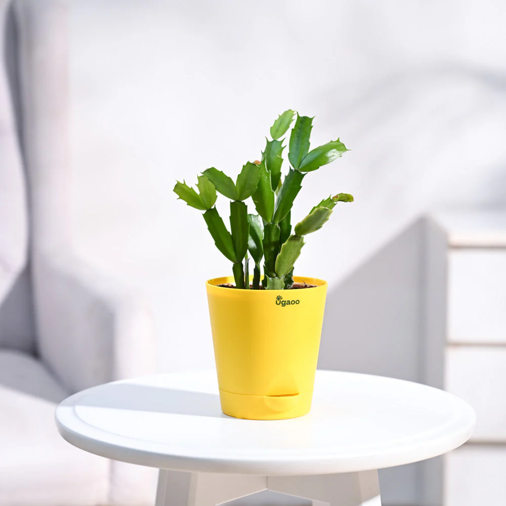 Christmas Cactus - Image 14