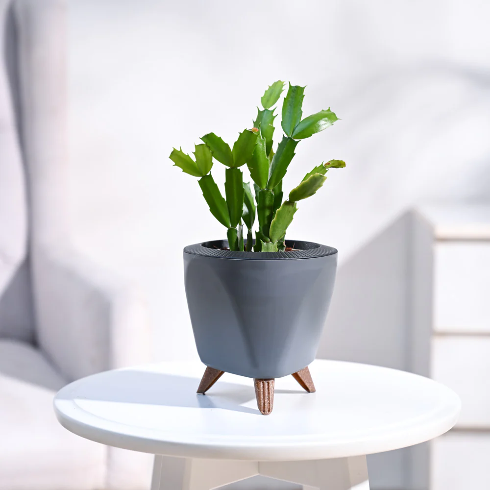 Christmas Cactus - Image 15