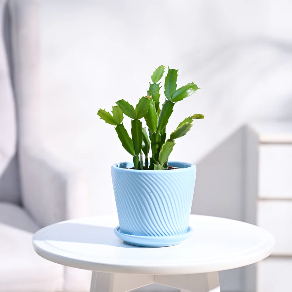 Christmas Cactus - Image 20