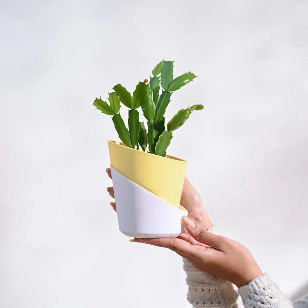 Christmas Cactus - Image 28