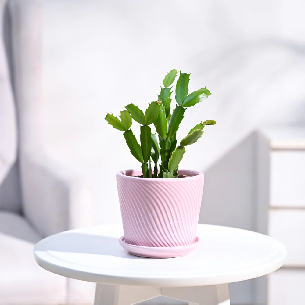 Christmas Cactus - Image 3
