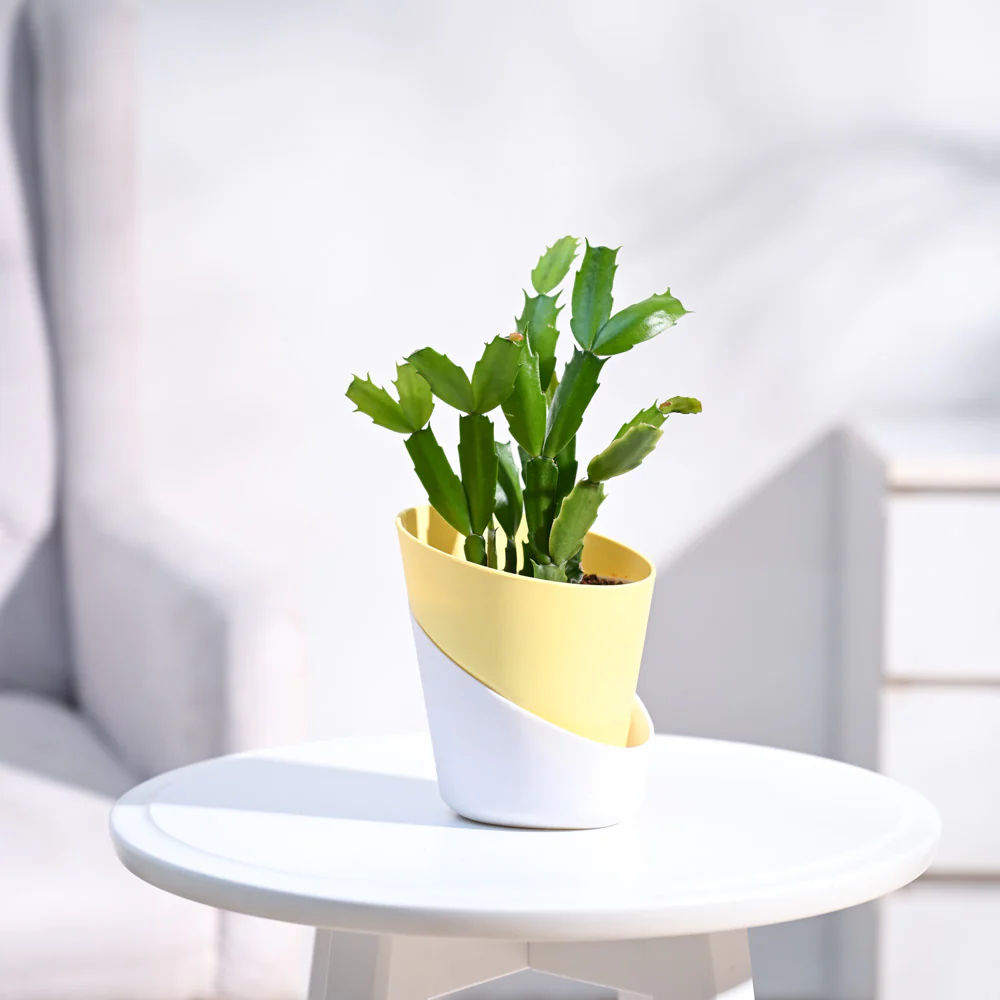 Christmas Cactus - Image 8