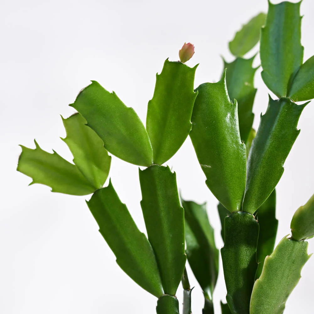 Christmas Cactus - Image 85