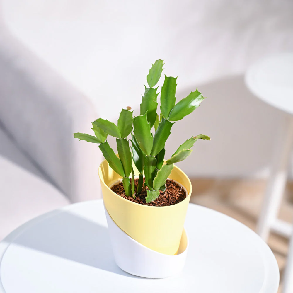 Christmas Cactus - Image 87