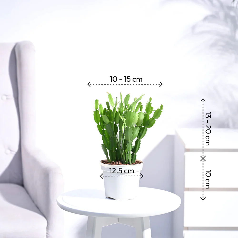 Christmas Cactus - Image 93