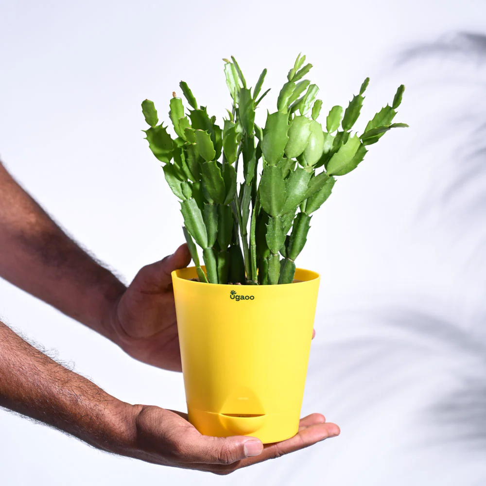 Christmas Cactus - Image 98