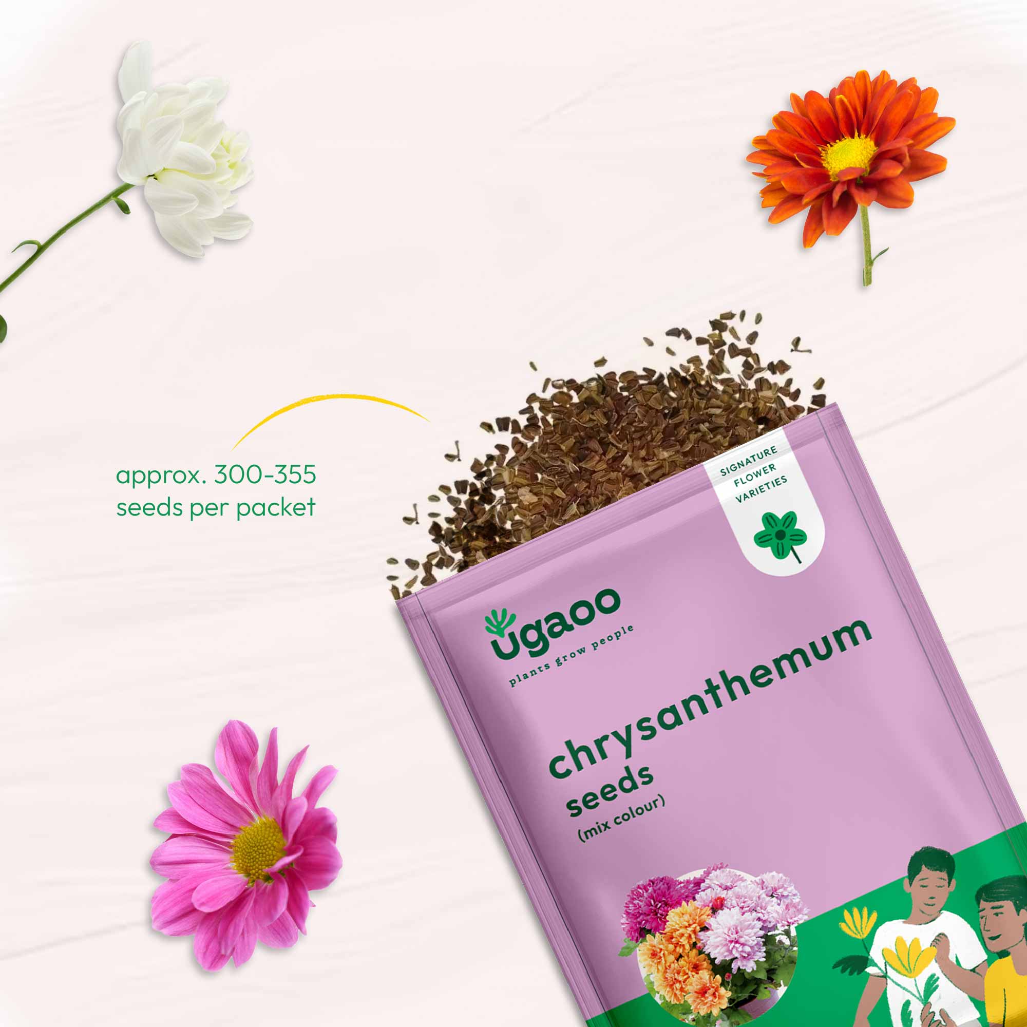Chrysanthemum Mix Seeds - Image 3