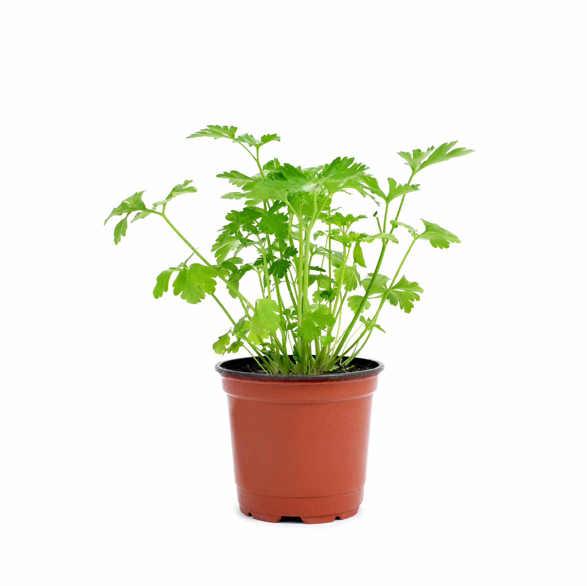 Coriander Seeds - Image 18