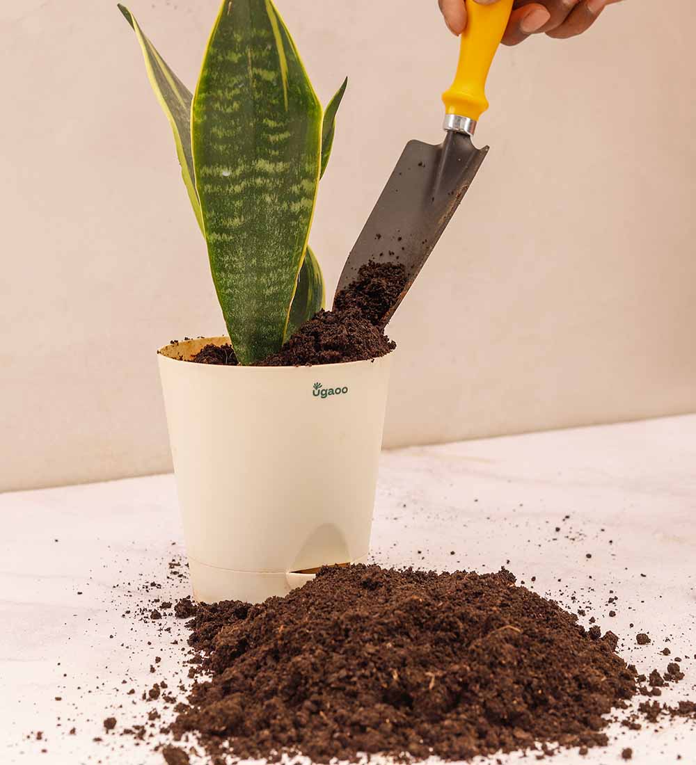 Cow Manure - Image 12