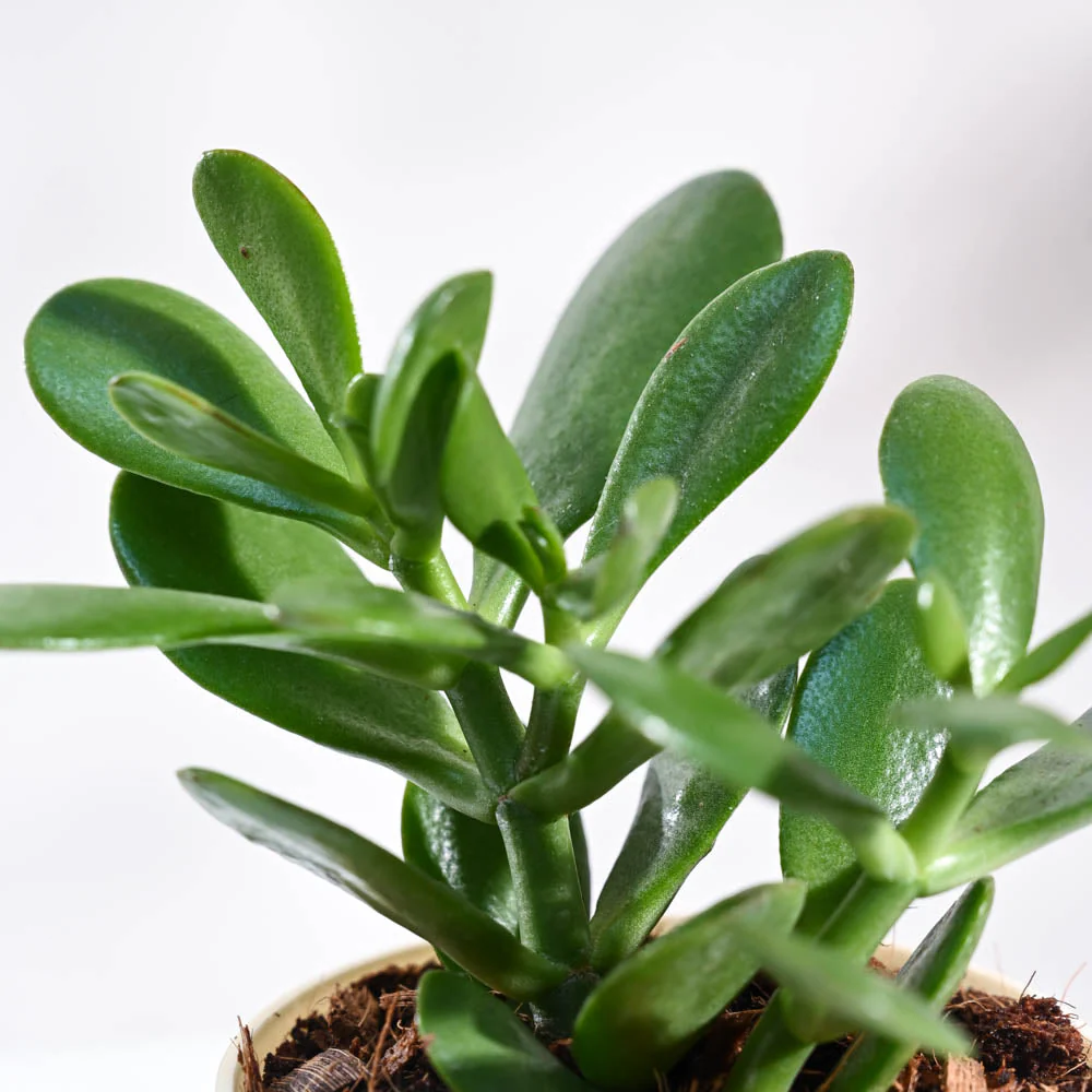 Crassula Ovata Plant - Image 21