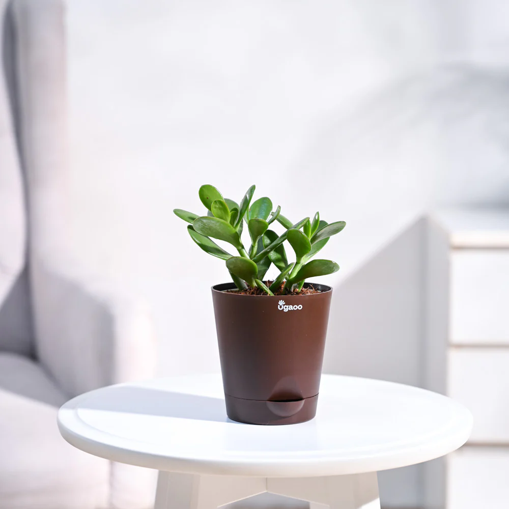 Crassula Ovata Plant - Image 22