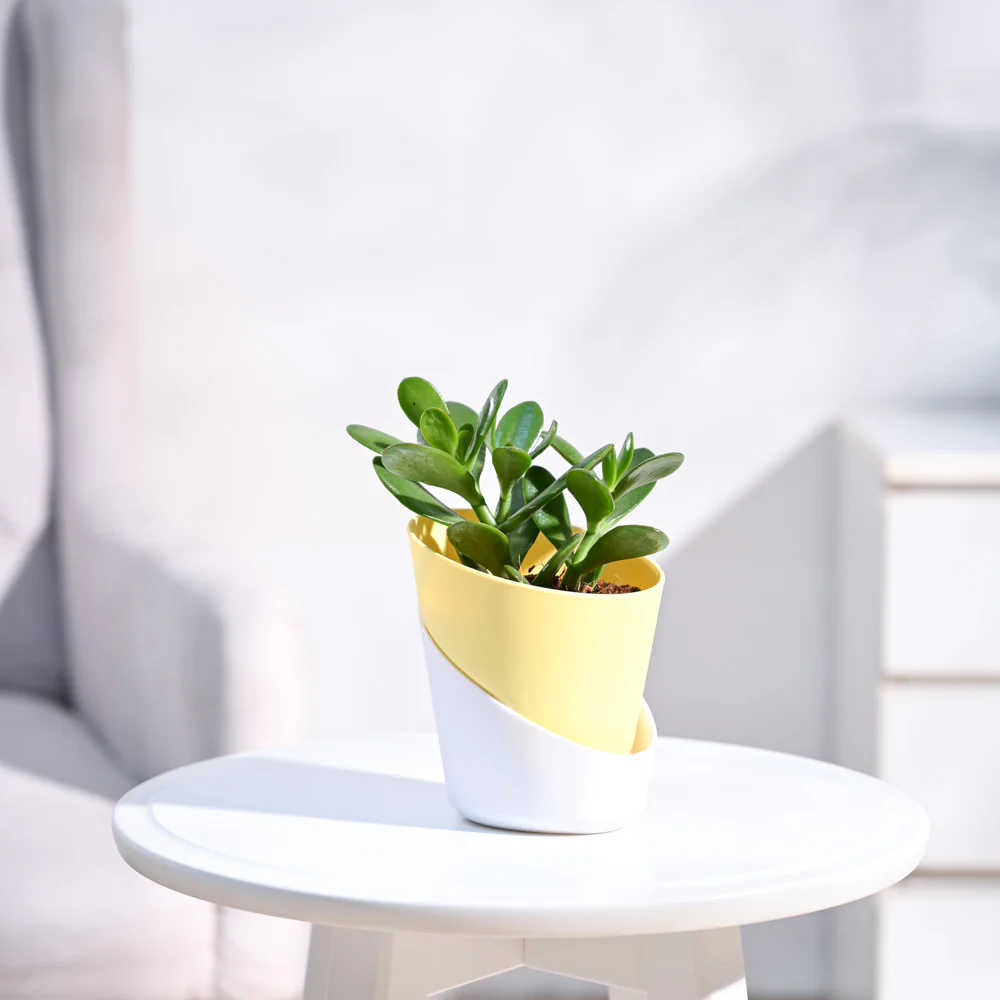 Crassula Ovata Plant - Image 35