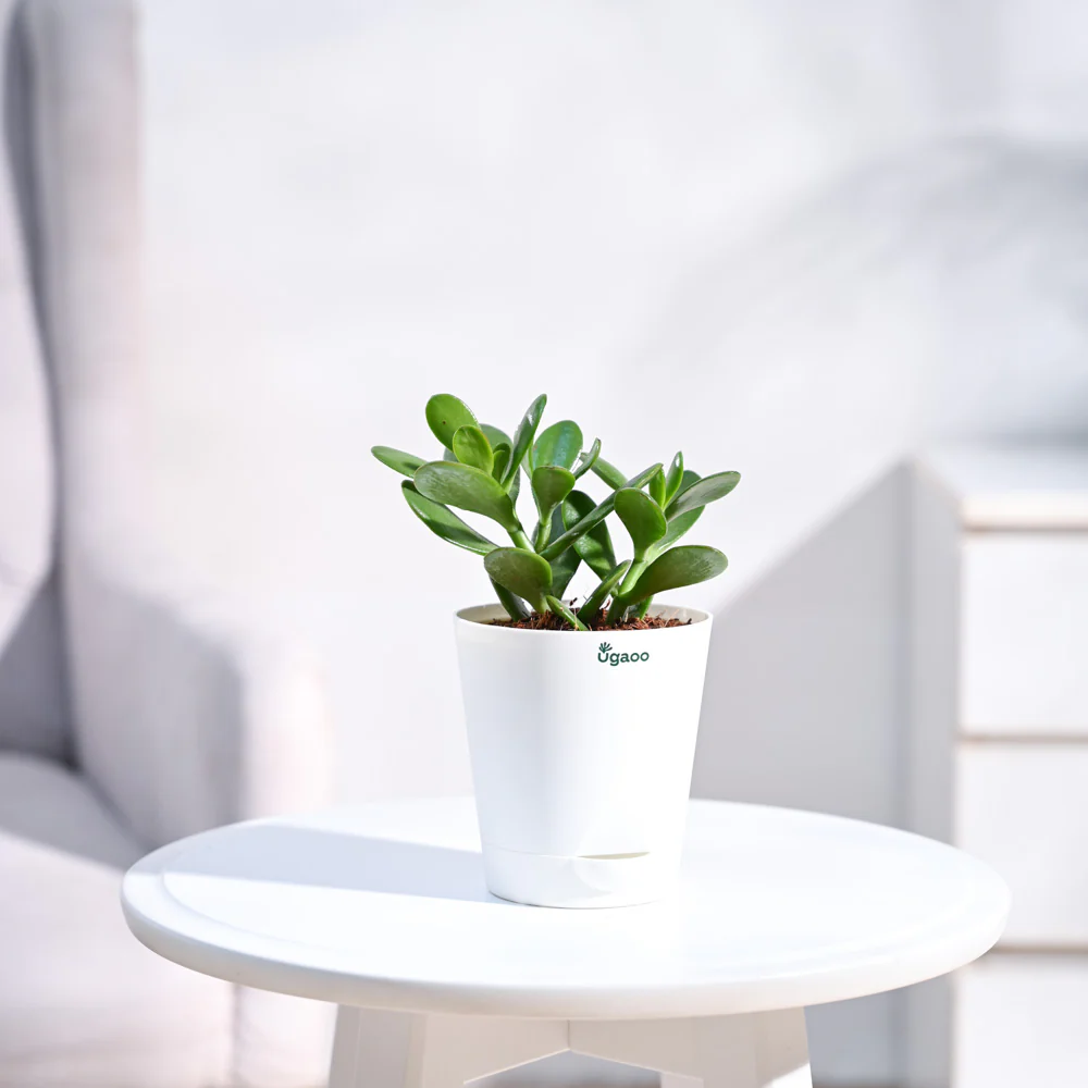 Crassula Ovata Plant - Image 41