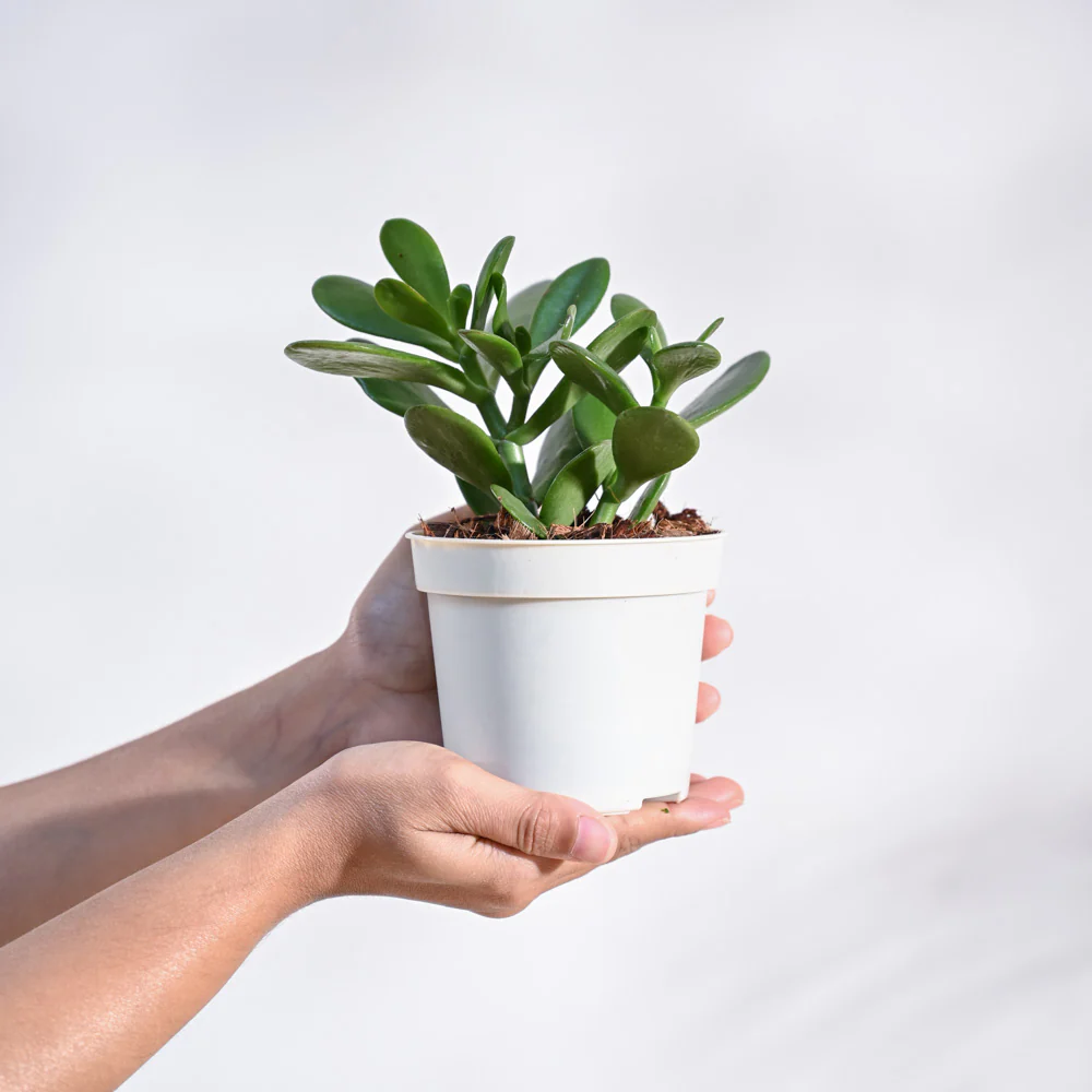 Crassula Ovata Plant - Image 52