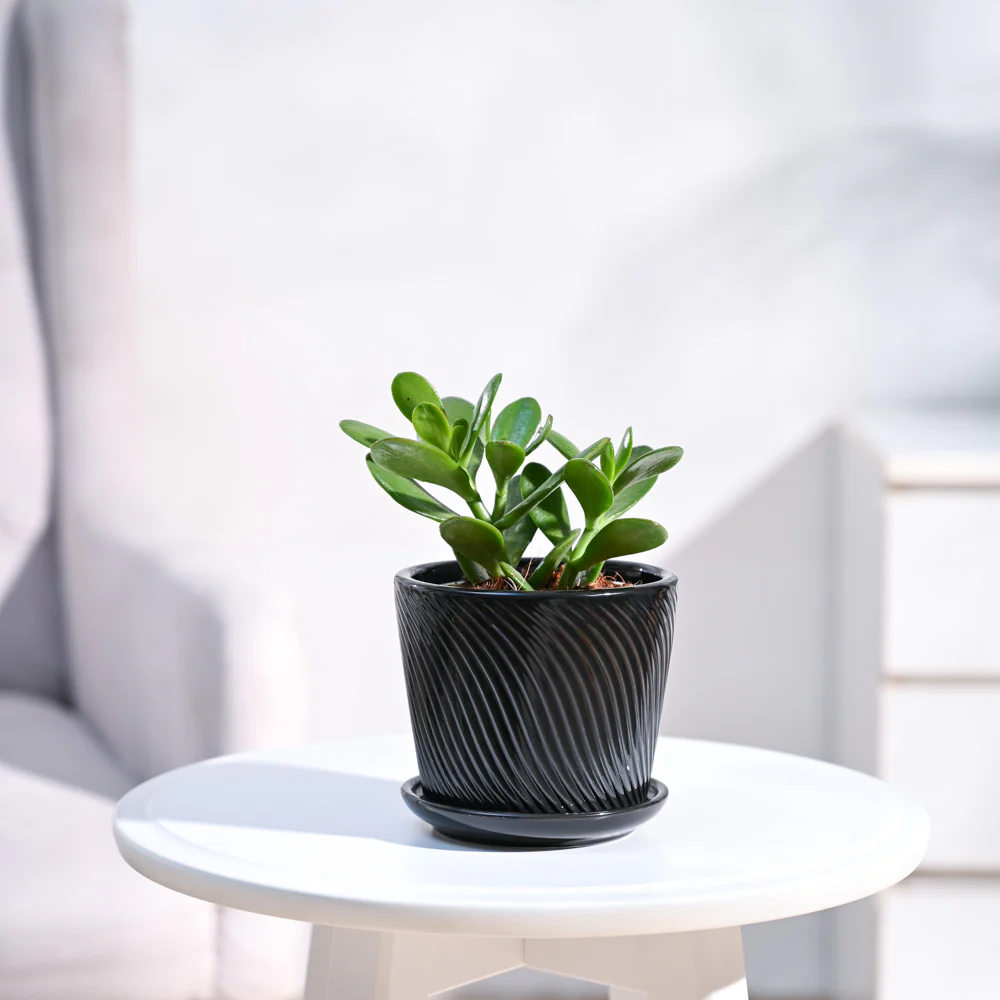 Crassula Ovata Plant - Image 61
