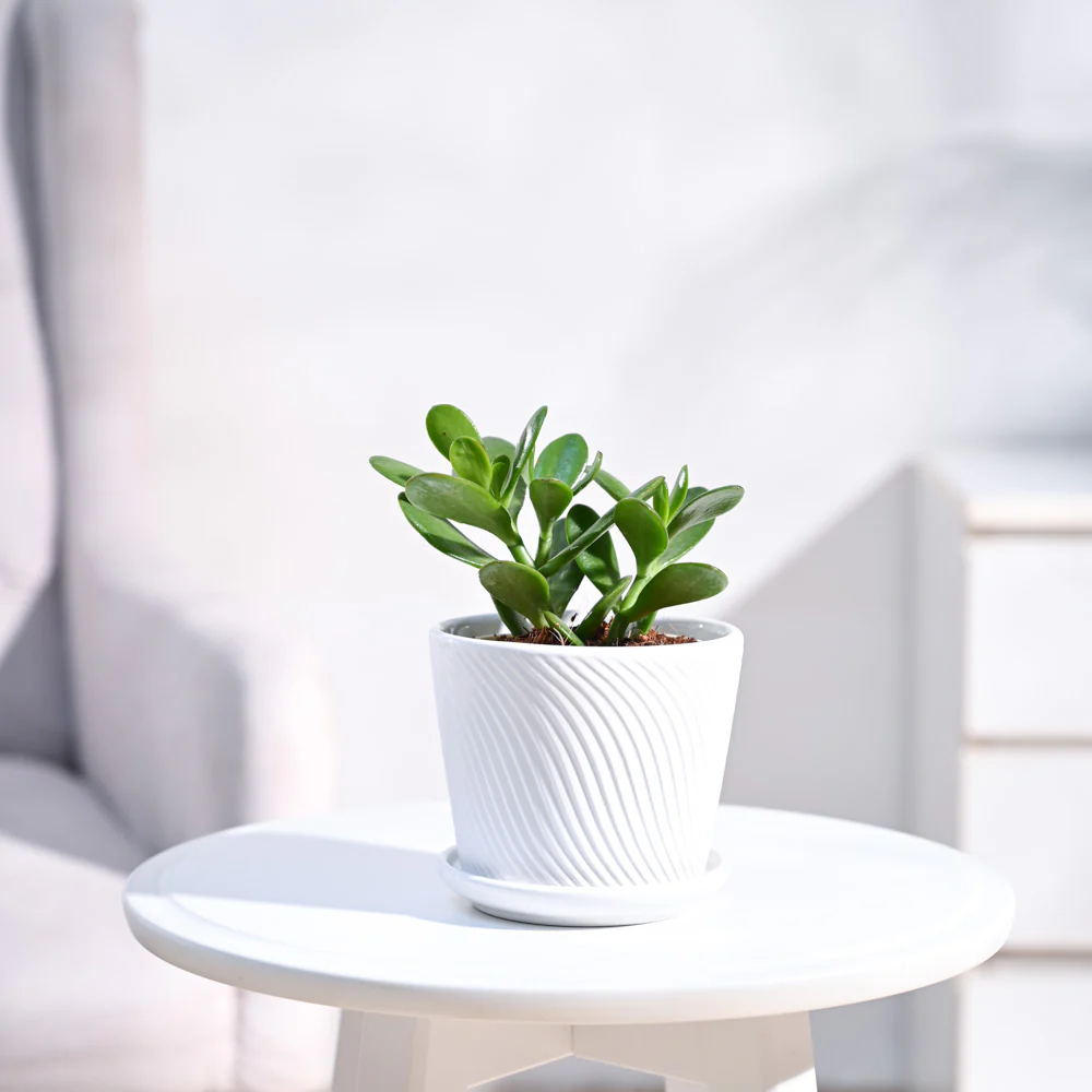 Crassula Ovata Plant - Image 81