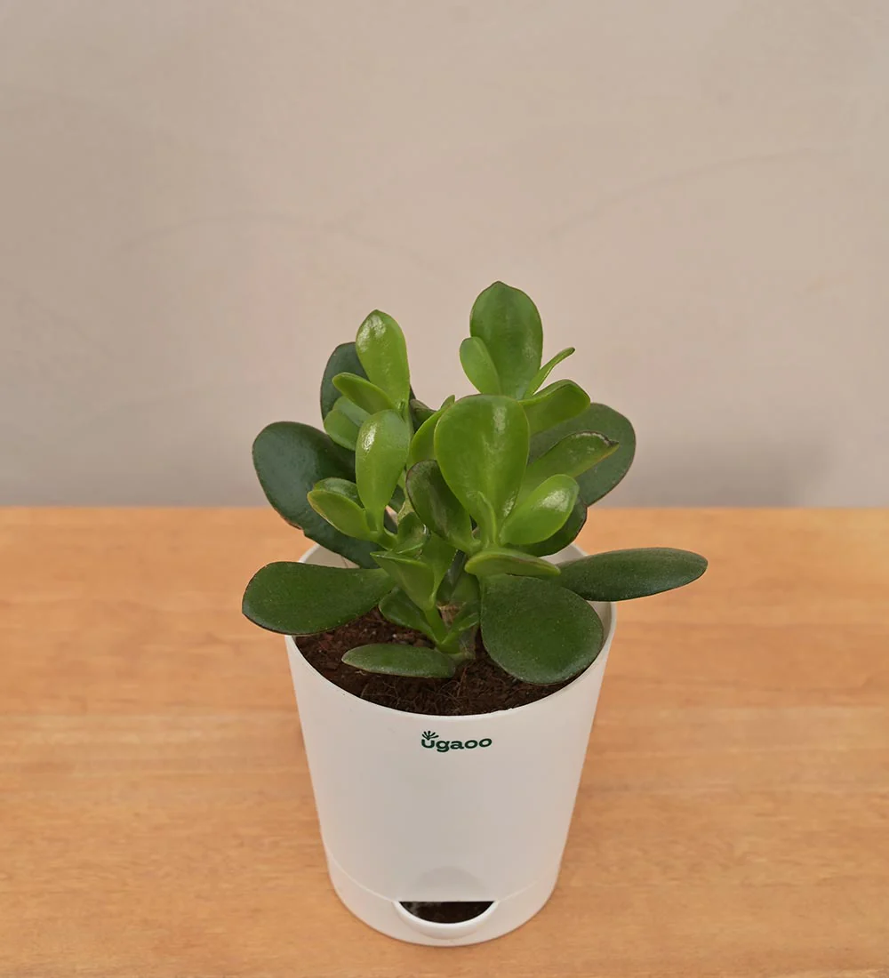 Crassula Ovata Plant Gift Hamper - Image 6