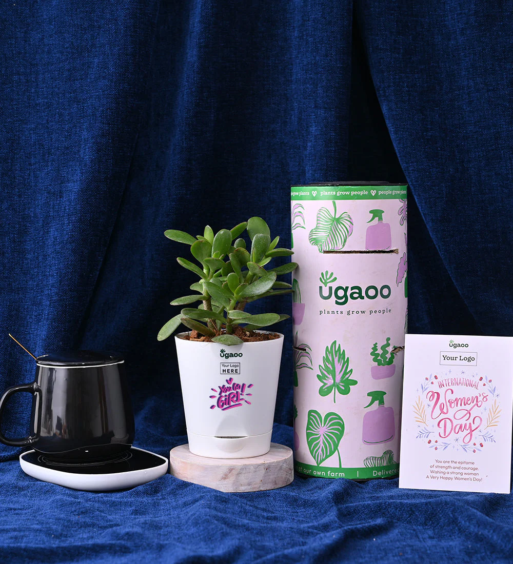 Crassula Ovata Plant with Butterscotch Barks and Choco-Coated Hazelnuts - Image 3