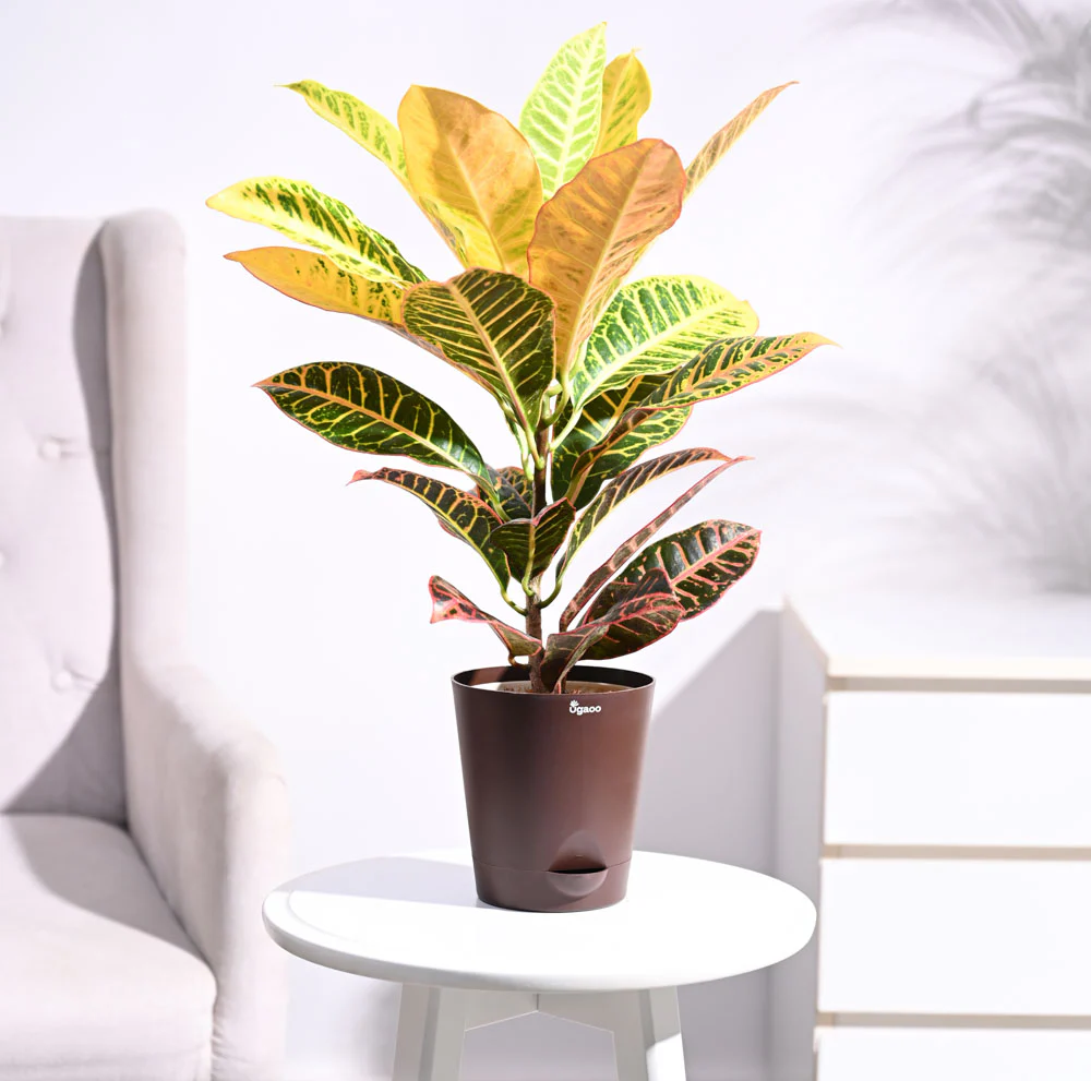 Croton Petra - Image 10