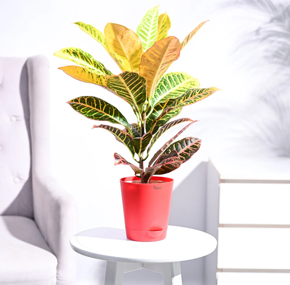 Croton Petra - Image 22