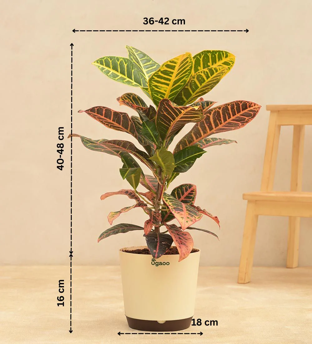 Croton Petra - Image 3