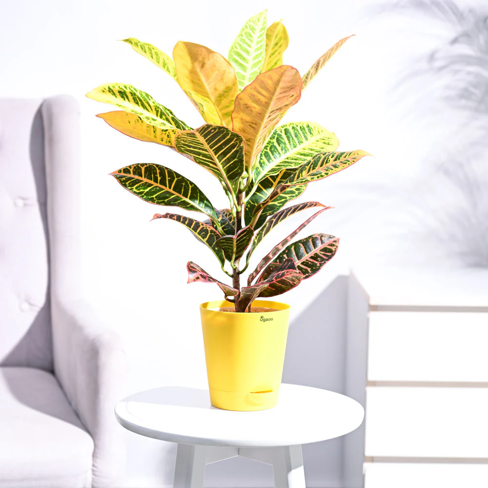 Croton Petra - Image 30
