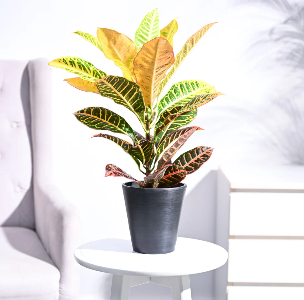 Croton Petra - Image 34